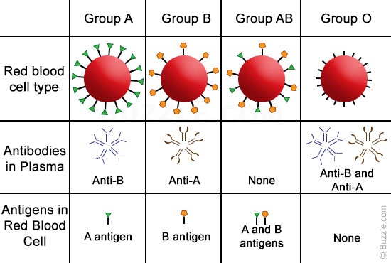 Blood group chart