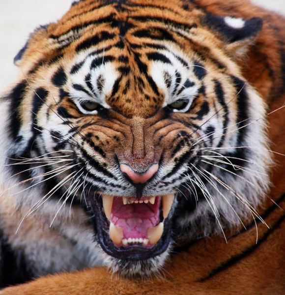 Downlod Tiger photo
