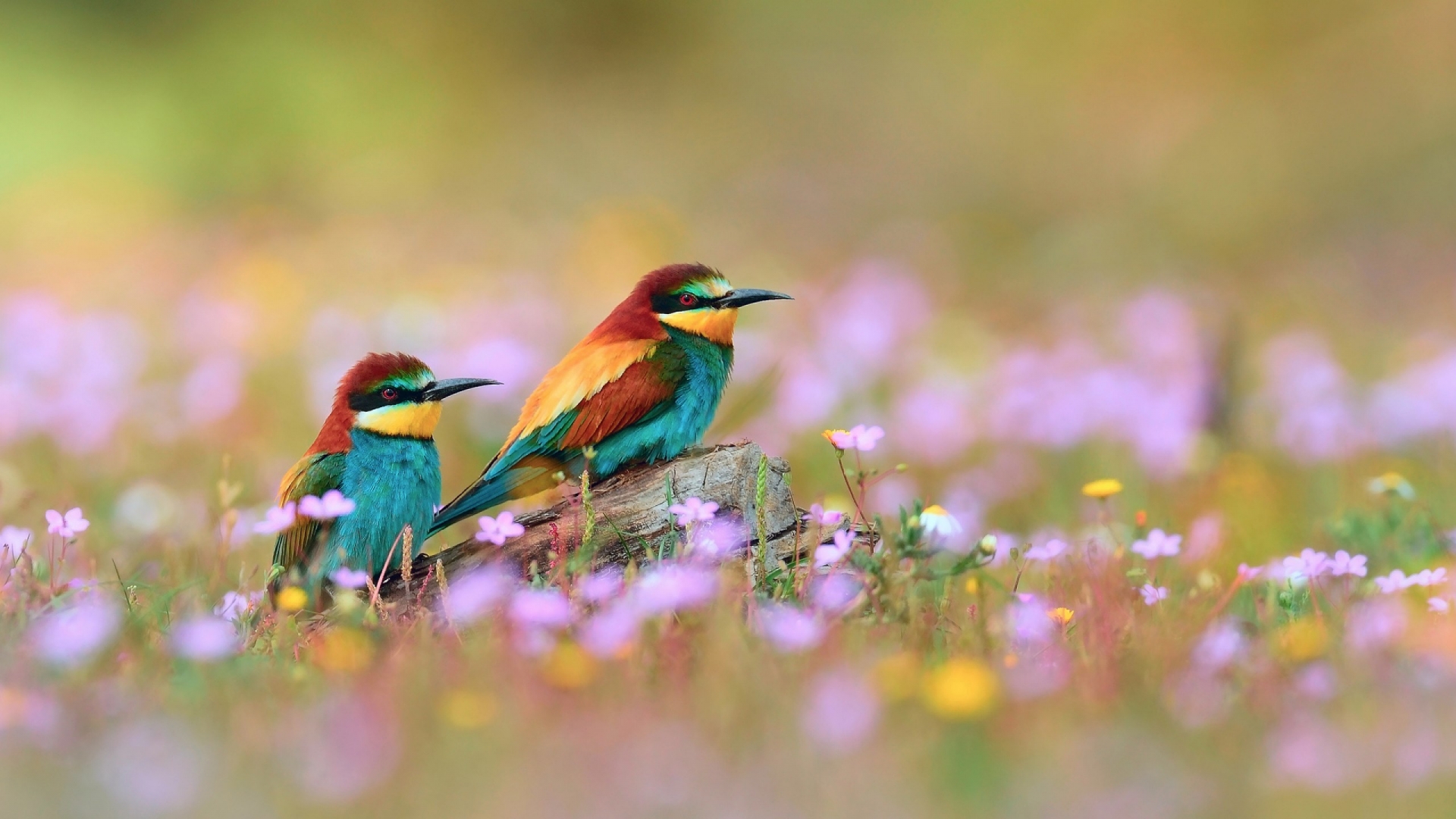 Birds Full hd wallpaper for mobile 1920x1080