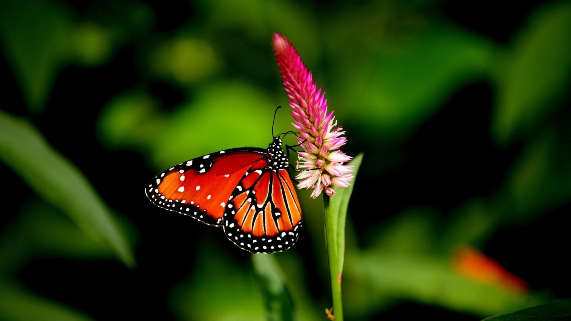 Butterfly Full hd wallpaper for mobile 1920x1080