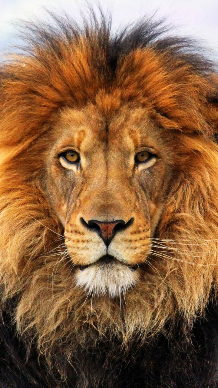 Lion photo wallpaper for mobile phone