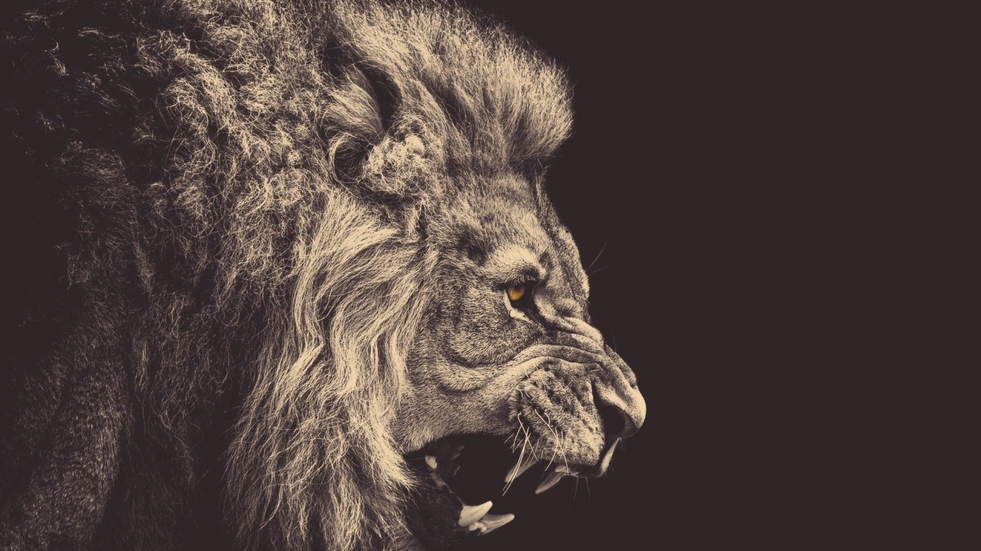 Lion photo wallpaper