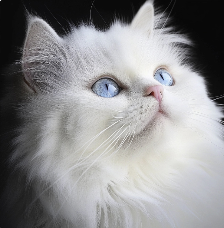 HD images of Persian white cat with blue eyes