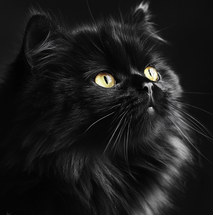 Persian cat black